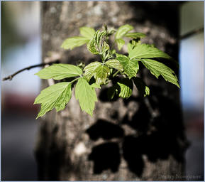 Выпуск группы 7-Д